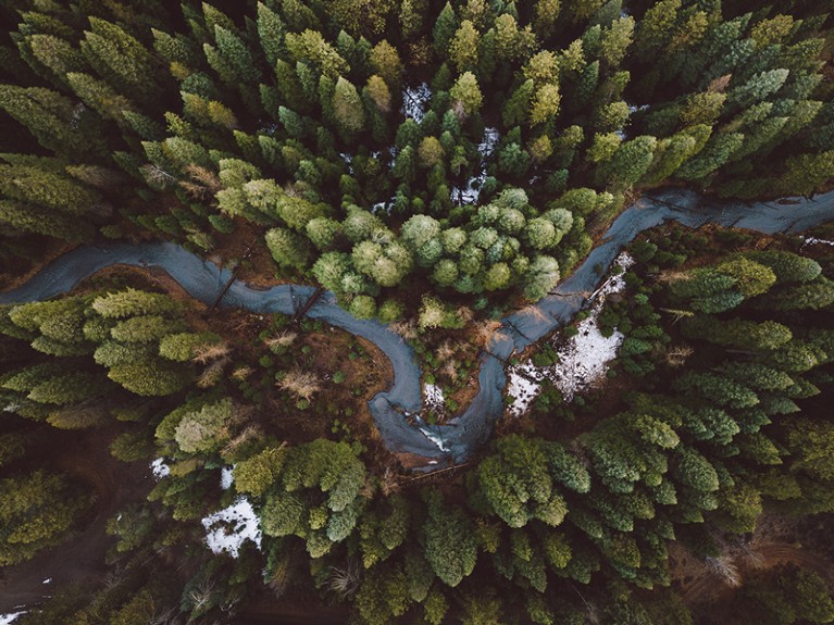River in forest seen directly from above, Klamath Falls, Oregon, USA.