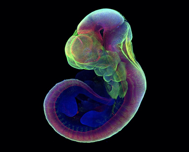 Coloured image of a mouse embryo