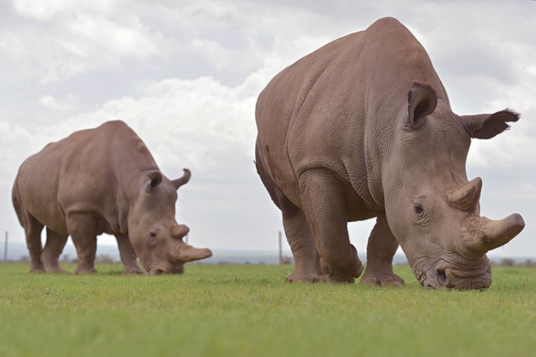 Two northern white rhinos stand in a field eating grass