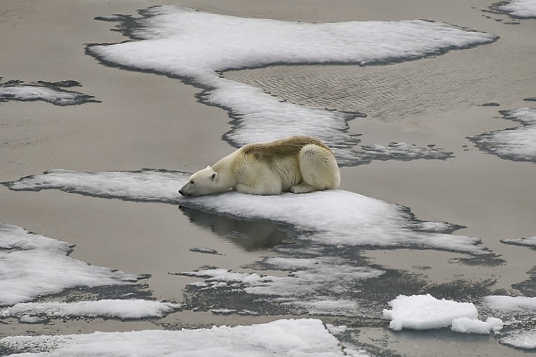 A polar bear is on ice floes in the British Channel in the Franz Josef Land archipelago on August 16, 2021.