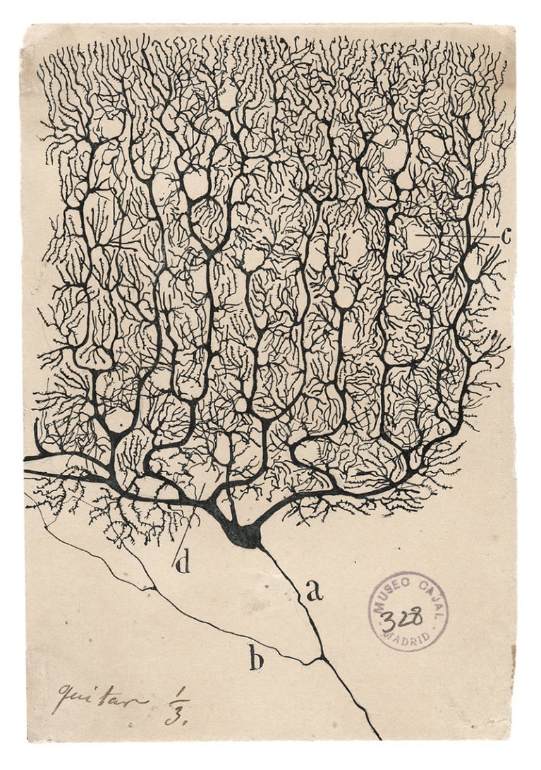 Hand drawing of a neuron with many branches