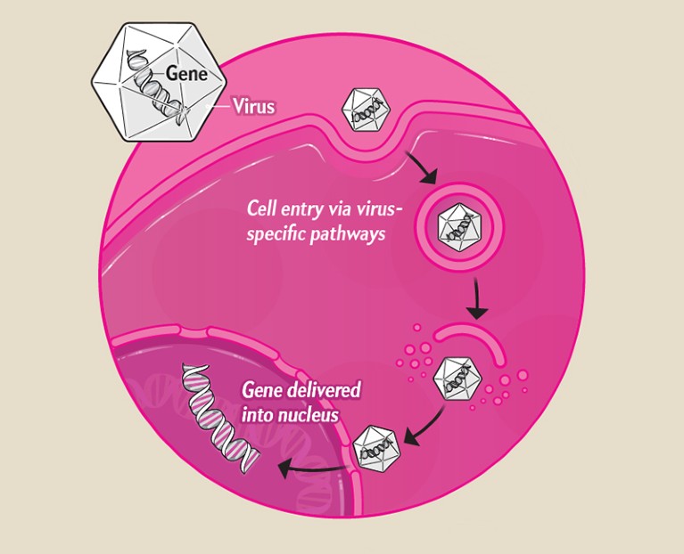 Schematic showing gene delivery using a virus