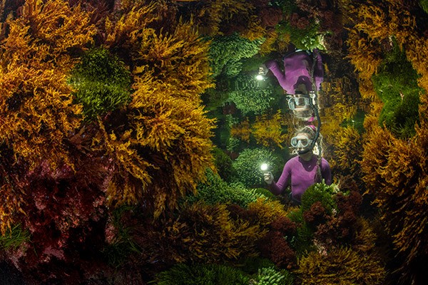 A marine ranger is reflected among seaweed.