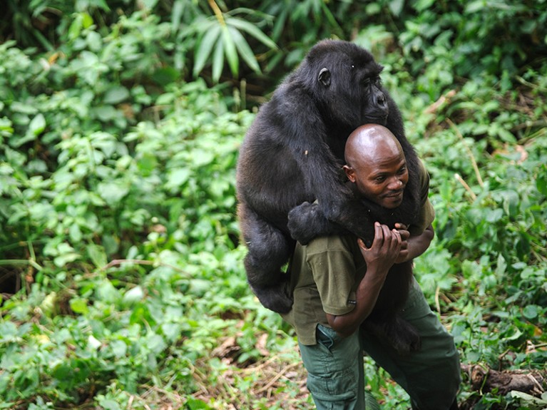 A warden at the Virunga National Park, plays with an orphaned mountain gorilla in the park headquarters at Rumangabo, Congo.