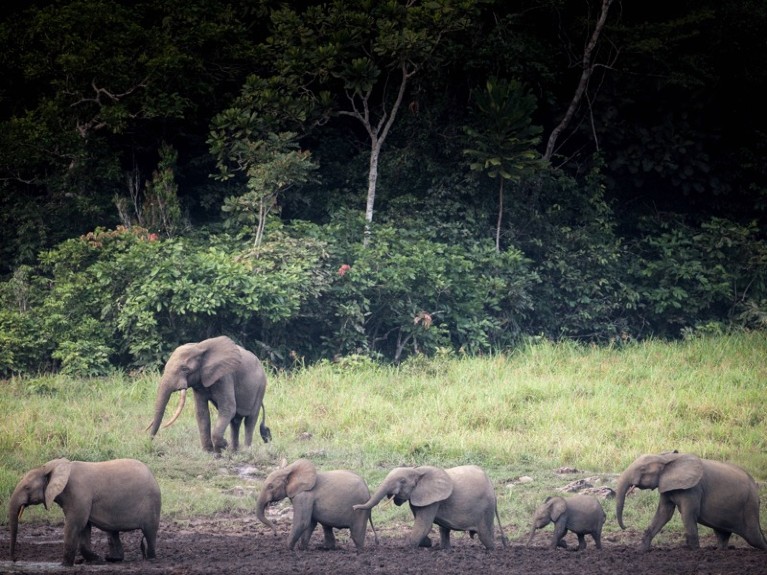 Forest elephants are seen at Langoue Bai in the Ivindo national park, near Makokou, Gabon.