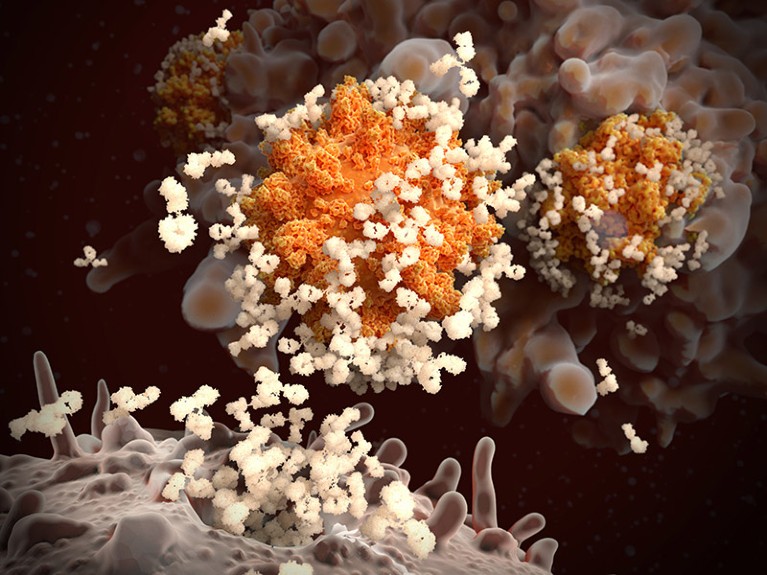 Illustration of antibodies (cream) responding to an infection with the new coronavirus SARS-CoV-2 (orange).