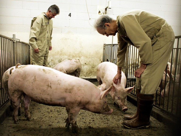 John Kelly (L) and Cecil Forsberg (R) with genetically engineered pigs called Enviropigs, Canada.