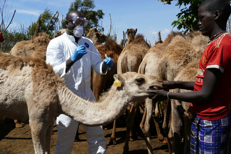 Researcher wearing PPE handles a swab sample taken from a camel in a village in Kenya
