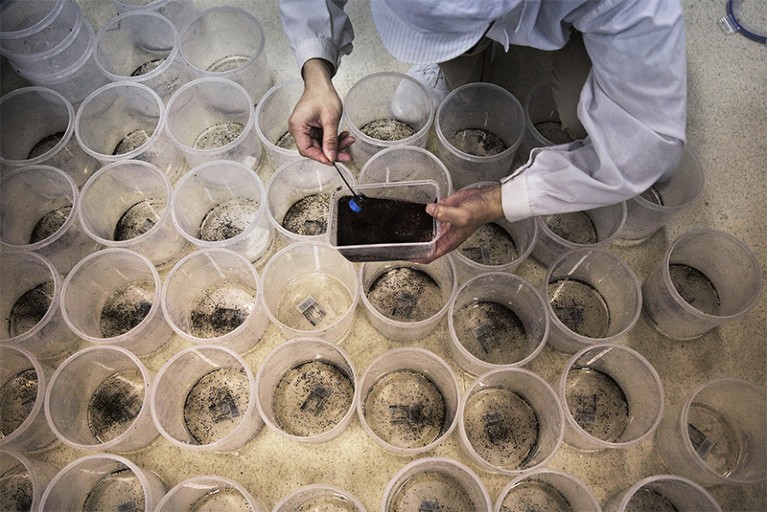 A lab technician pours mosquito pupa into containers in Guangzhou, China.