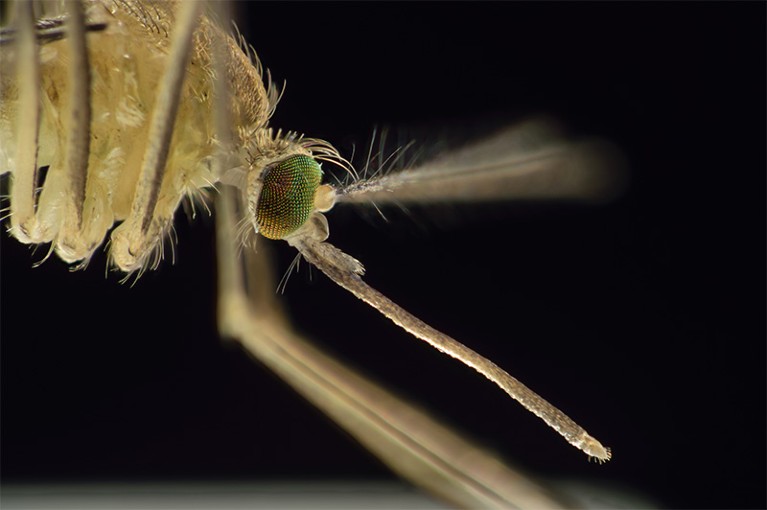 Close-up image of a mosquito (Culex pipiens)