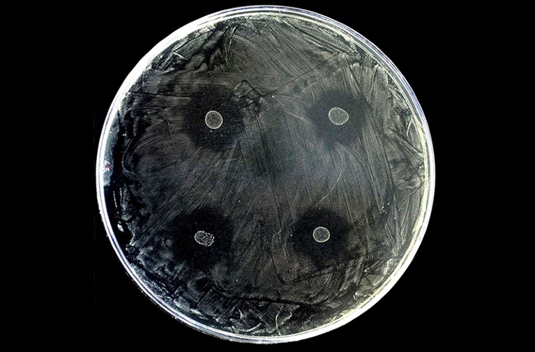 A black and white image of an agar plate showing four white colonies of S. dentisani surronded by blank black inhibition rings