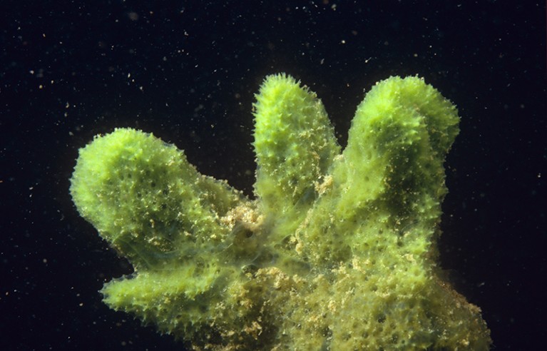 A green freshwater sponge (Spongilla lacustris) under water in The Netherlands.
