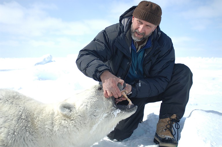 Andrew Derocher assesses the tooth wear and canine breakage of an adult polar bear