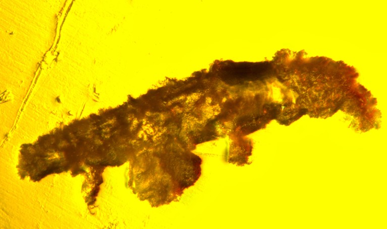 A tardigrade preserved in amber viewed under a microscope