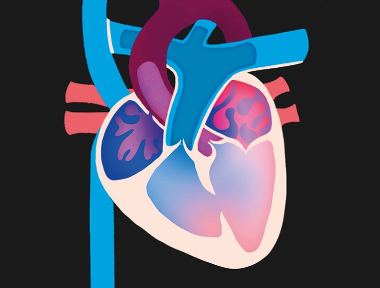 Graphical illustration of the human heart