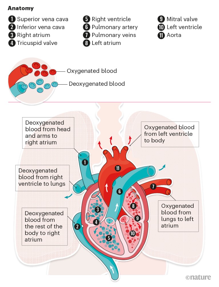 Graphic showing the basic anatomy and function of the human heart