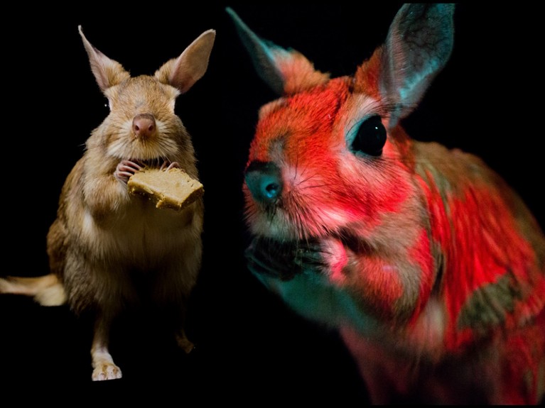 Composite image of a South African springhare holding a snack under normal light, and same aglow under UV.