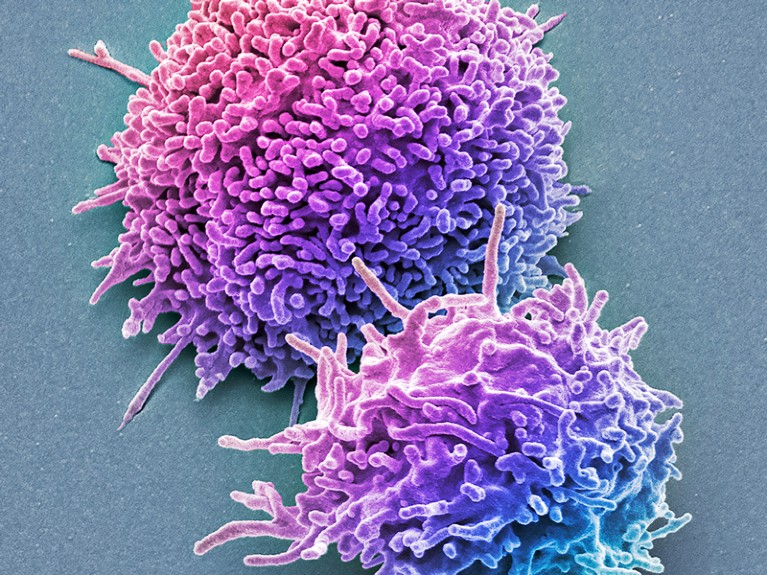 Coloured scanning electron micrograph (SEM) of resting T lymphocytes from a human blood sample.