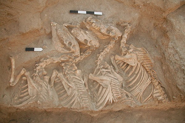 Equid burial from Umm el-Marra, Syria.
