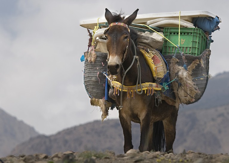 A mule carrying luggage and other packs over a mountain pass.