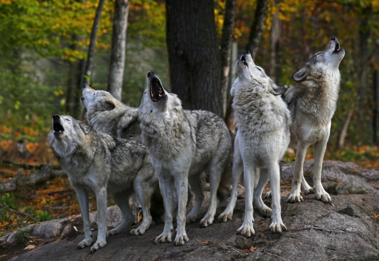 A pack of Eastern timber wolves howling on a rock in the Canadian forest