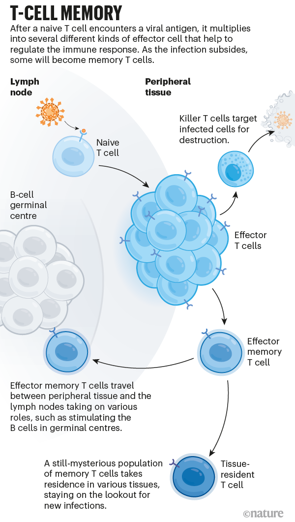 Memoria delle cellule T: un'infografica che mostra come le cellule T rispondono a un'infezione virale moltiplicandosi e creando cellule T di memoria..
