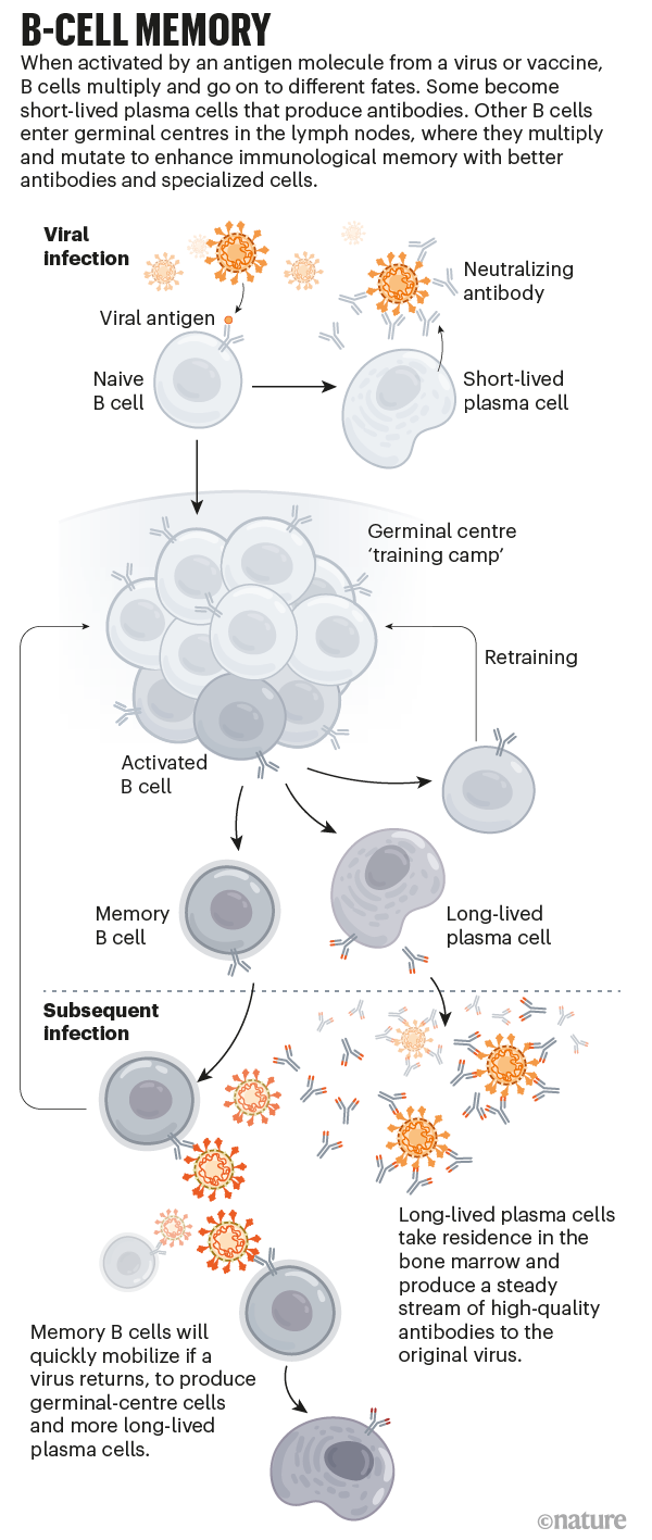 Memoria delle cellule B: un'infografica che mostra come le cellule B rispondono a un'infezione virale creando anticorpi e cellule B della memoria.