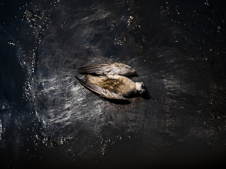 一只死鸟躺在秘鲁海岸的石油泄漏。