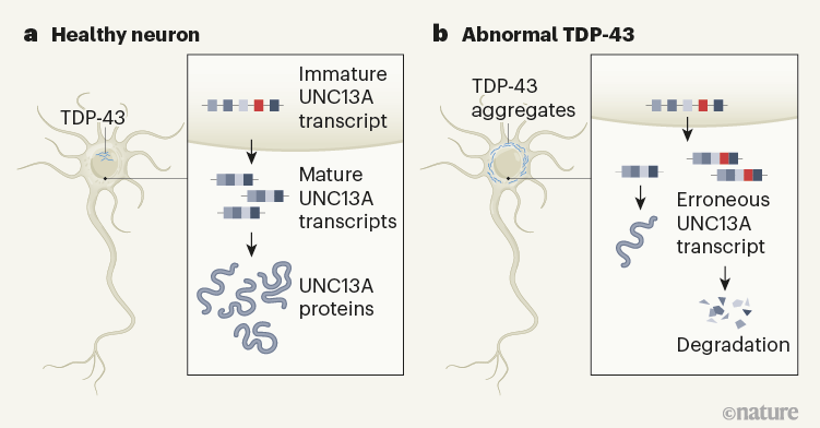 Mechanism underlying a risk gene in neurodegeneration