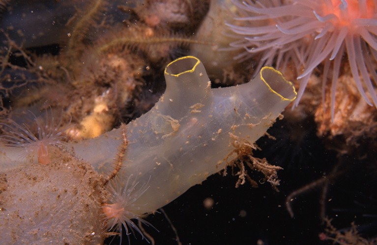 A live sea squirt {Ciona intestinalis} in the waters of Loch Linnhe, Scotland, UK.