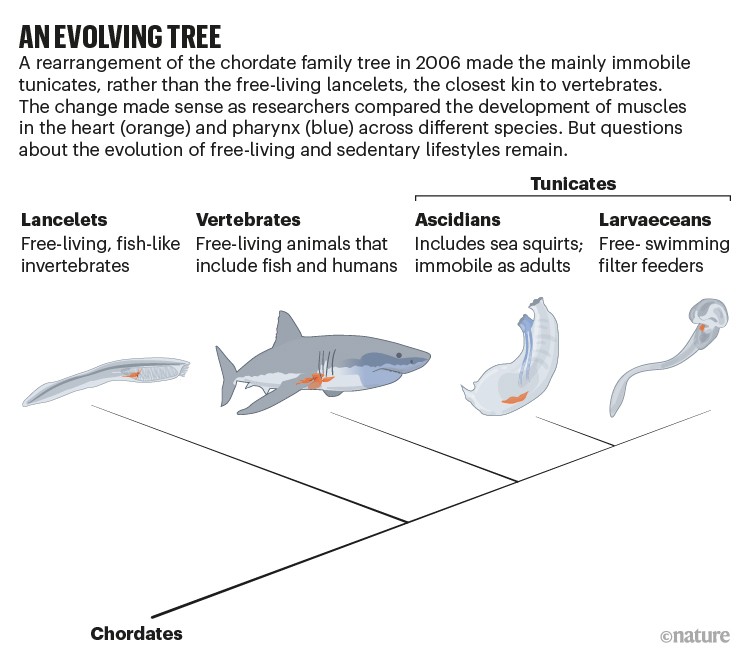 AN EVOLVING TREE: chordate family tree showing tunicates as closest kin to vertebrates