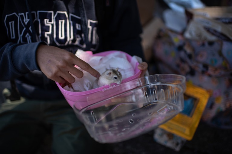 A volunteer strokes a hamster in a plastic container after stopping its owner giving it to the Hong Kong government to be culled