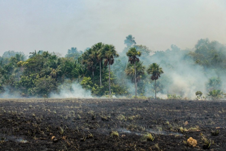 哥伦比亚博约纳维自然保护区森林大火后被烧毁的植被。