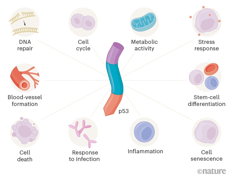 Graphic showing p53 and the various physiological functions it is involved in