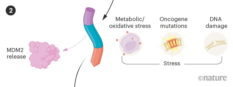 Graphic showing the effect of stress on MDM2 and p53