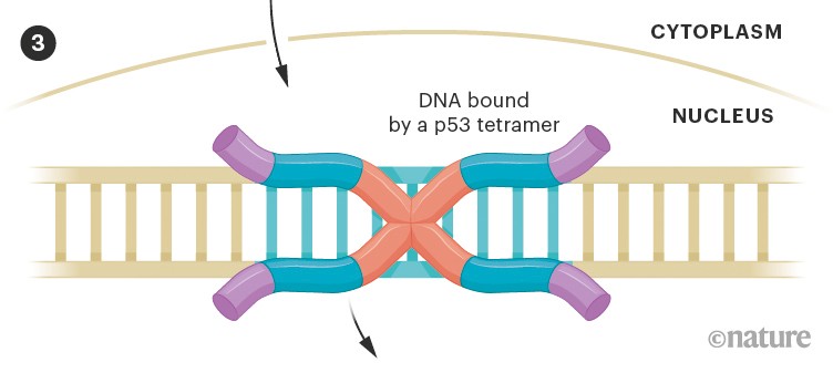 Graphic showing DNA bound by a p53 tetramer