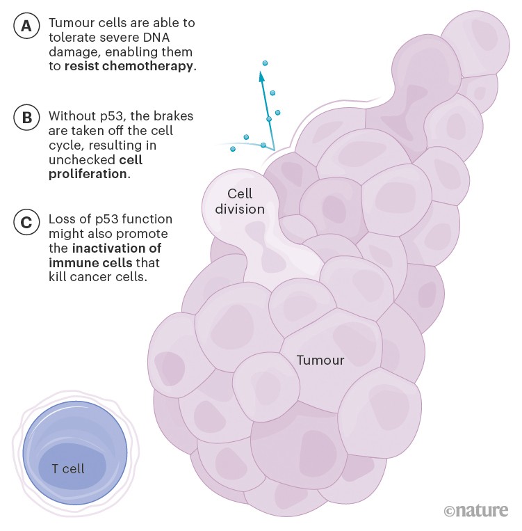 Graphic showing how loss of p53 function can promote tumorigenesis