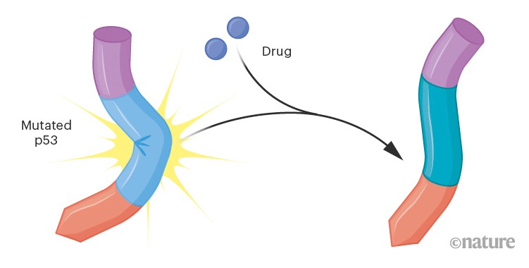 Graphic illustrating how mutated p53 might be correcetd by administration of a drug