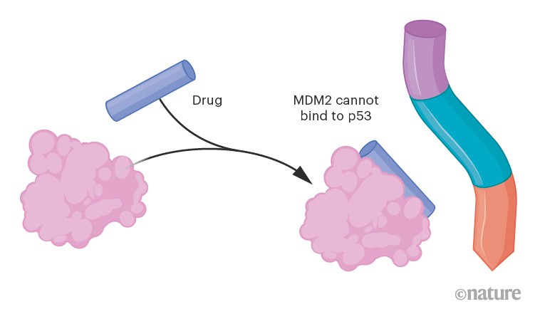 Graphic illustrating how drugs that block MDM2 might allow p53 to function