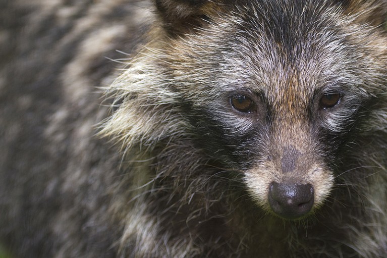 A portrait of a captive Raccoon dog (Nyctereutes procyonoides) in East Asia.