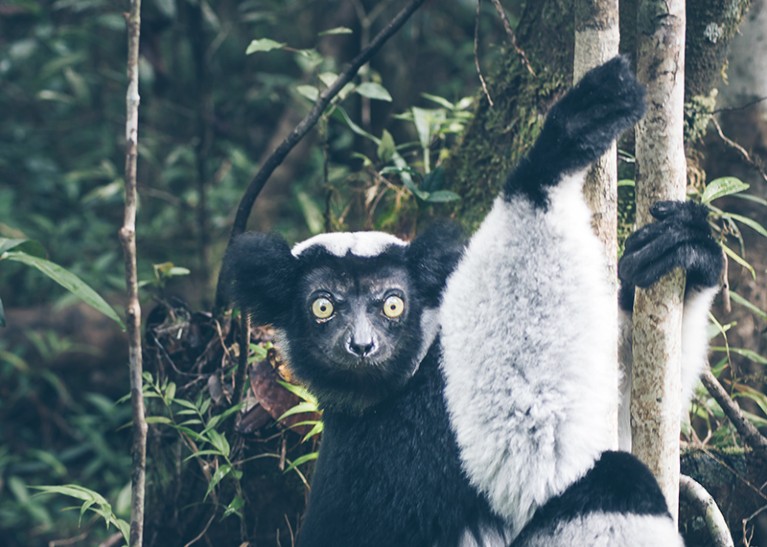 Indri-Indri is the largest living species of lemurs and are found around a giant nickel-cobalt mine in Madagascar.