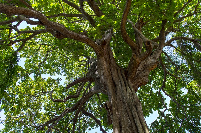 An old, large Iroko tree in the Sacred Forest of Kpasse in Ouidah, Benin.
