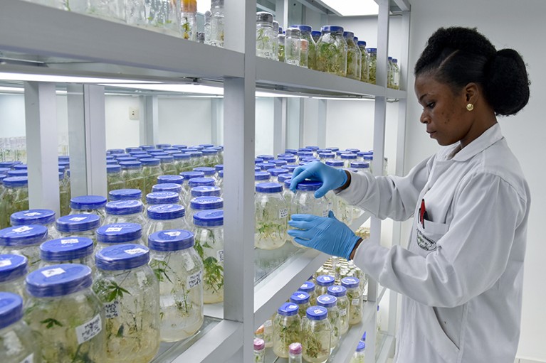 A lab technician checks in vitro cultures of cassava as part of the West African Virus Epidemiology project.
