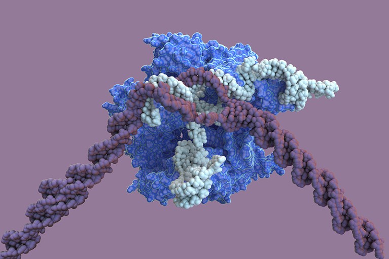 Molecular model of the CRISPR-Cas9 (blue) in complex with RNA (ribonucleic acid, grey) and DNA (deoxyribonucleic acid, purple).