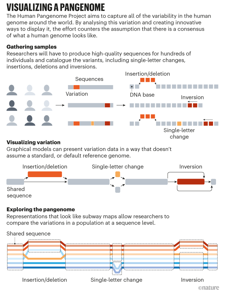 Visualizing a pangenome: infographic that shows how genetic sequences from individuals across the world can be compared.