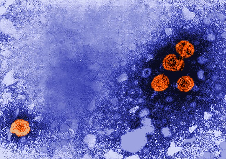 Research Round-up: Hepatitis B