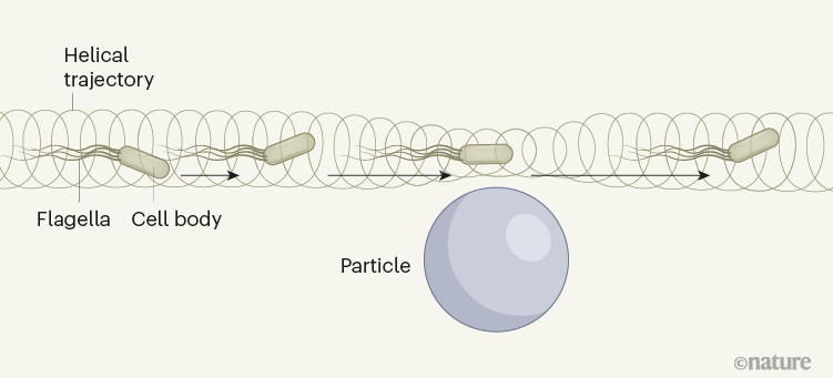 Figure 1: Bacteria swim faster through fluids filled with particles.