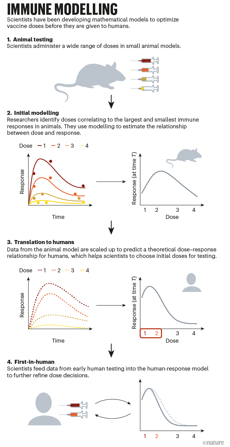 Immune modelling: infographic that shows how mathematical models are used to optimize vaccine doses for humans