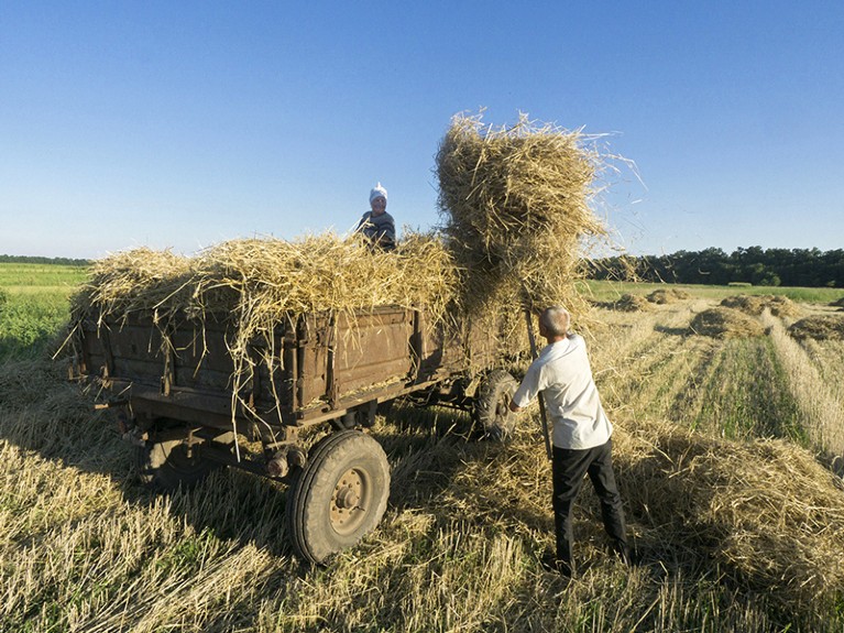 Smallholders use pitch forks to collect hay during a summer wheat harvest in Chernihiv, Ukraine.