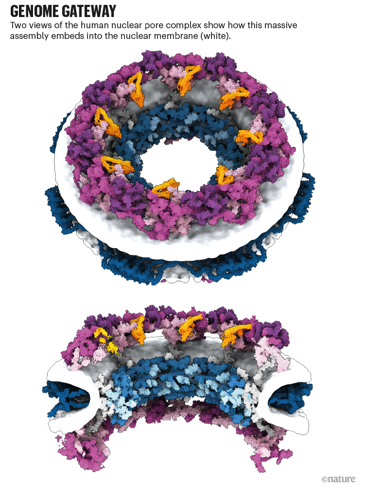 基因组网关:人类核孔复合体的两个视图显示它如何嵌入在核膜